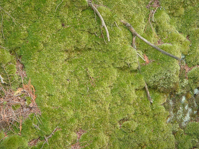 317 Memorial Day [2008 May 23].JPG - Scenes from Tahquanemon Falls in the Michigan Upper Peninsula.